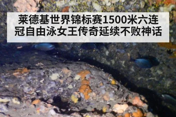 莱德基世界锦标赛1500米六连冠自由泳女王传奇延续不败神话